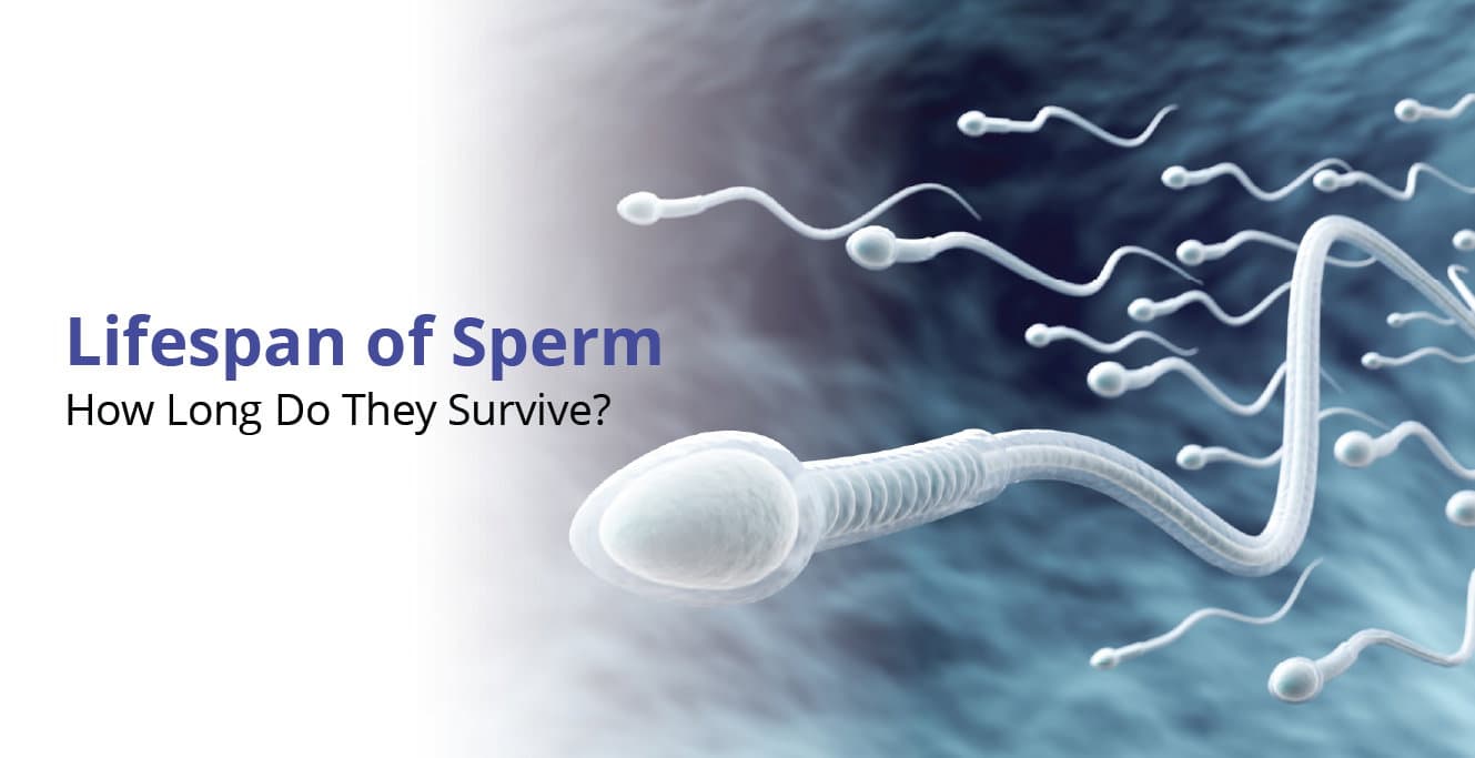 How Long can the Sperm Survive in Female Body?