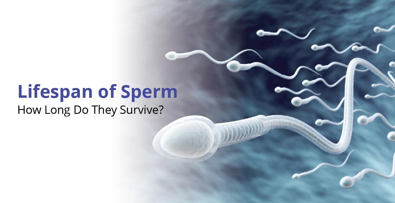 Lifespan of Sperm – How Long Do They Survive?