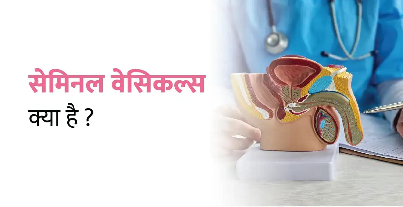 सेमिनल वेसिकल्स: हर पुरुष को इसके बारे में जानना क्यों ज़रूरी है?
