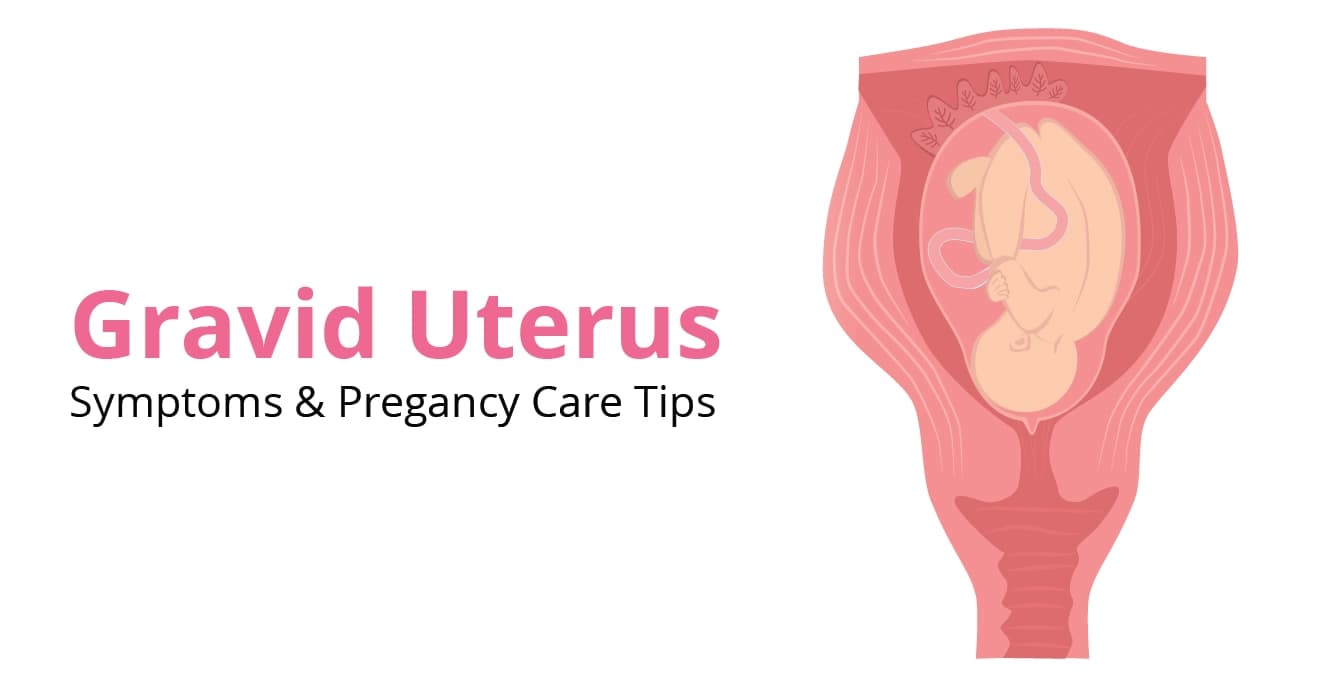 Gravid Uterus: Symptoms, Diagnosis, and Trimester-Wise Changes