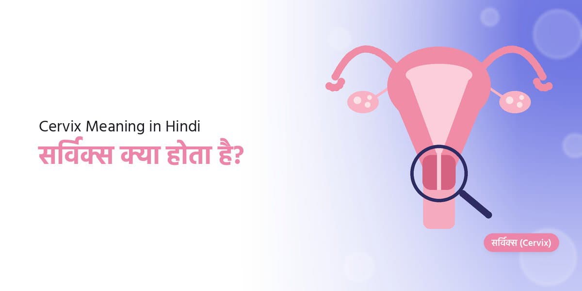 सर्विक्स क्या है?