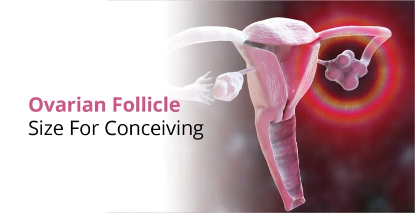 கர்ப்பத்திற்கான கருப்பை நுண்குமிழி அளவு – குறைந்தபட்ச முட்டை அளவு