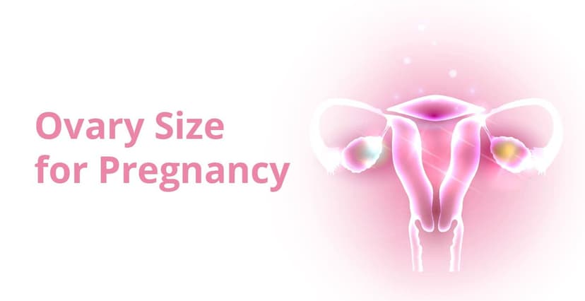 Is Ovary Size Important to Get Pregnant