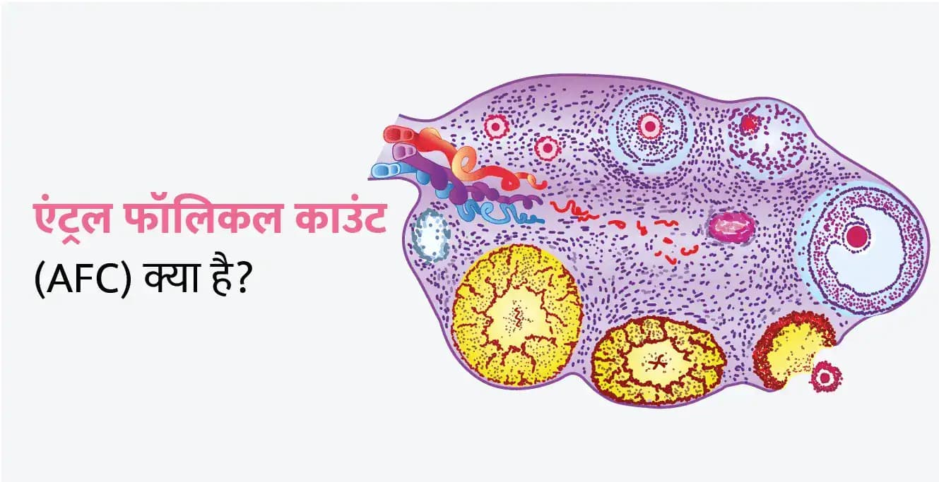 एंट्रल फॉलिकल काउंट (AFC) क्या है?