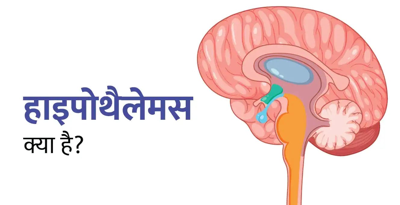 हाइपोफिसियल पोर्टल सर्कुलेशन और हाइपोथैलेमिक नाभिक