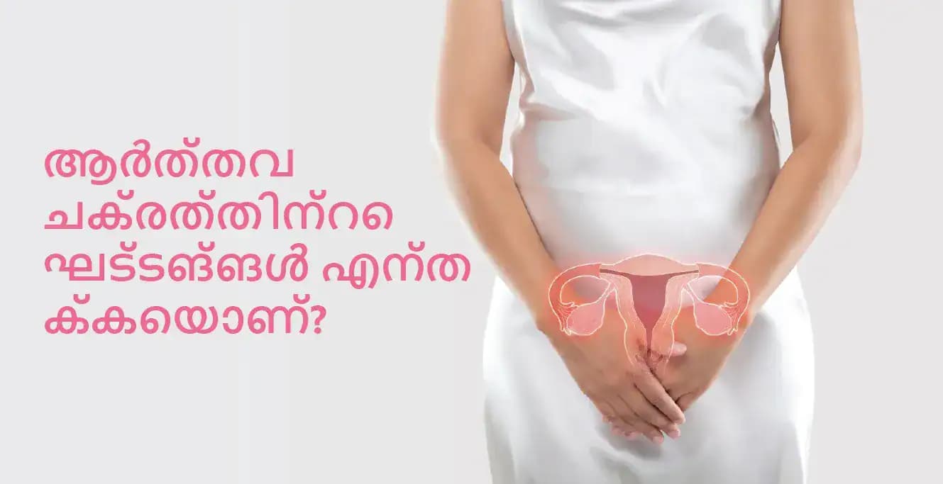 ആർത്തവ ചക്രത്തിന്റെ ഘട്ടങ്ങൾ എന്തൊക്കെയാണ്?