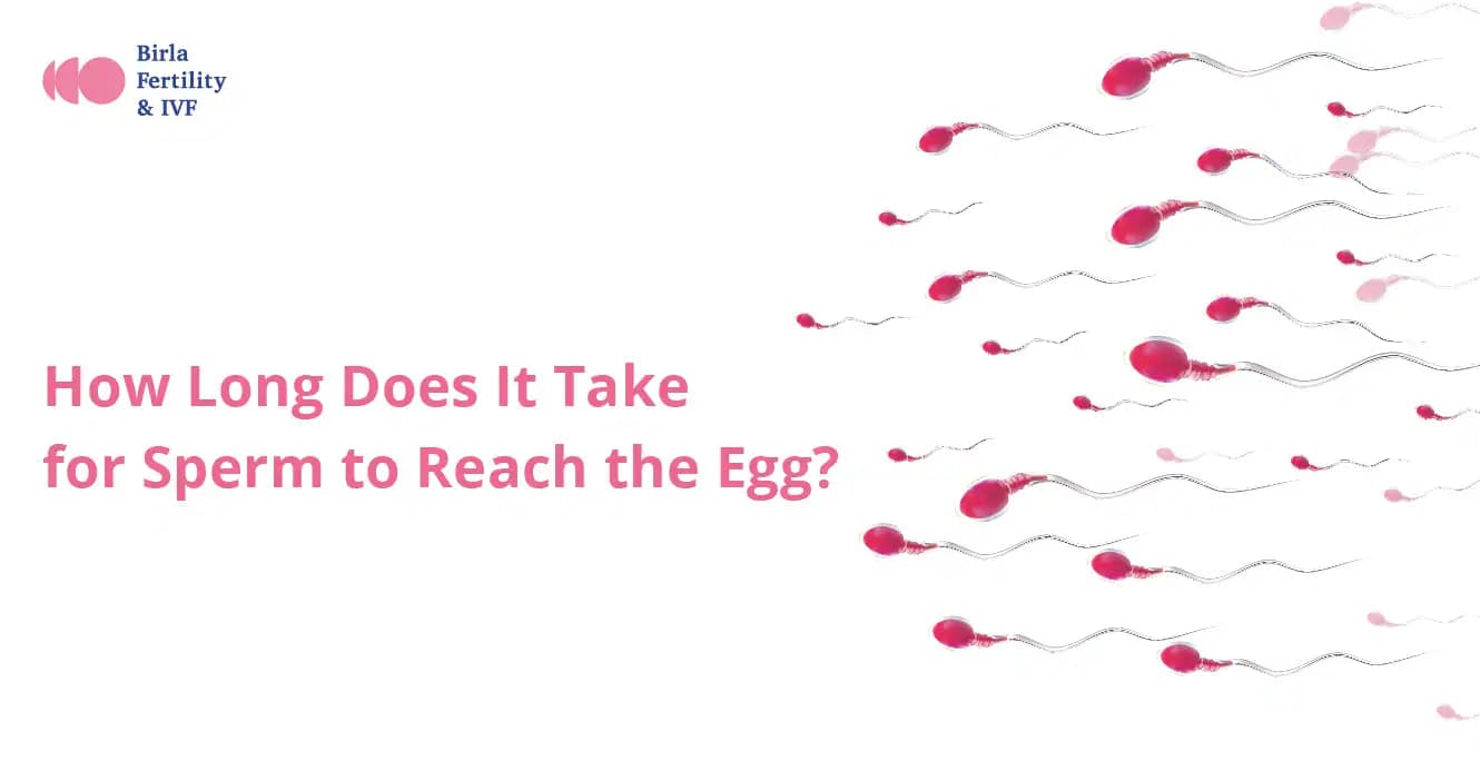 How Long Does It Take for Sperm to Reach the Egg?