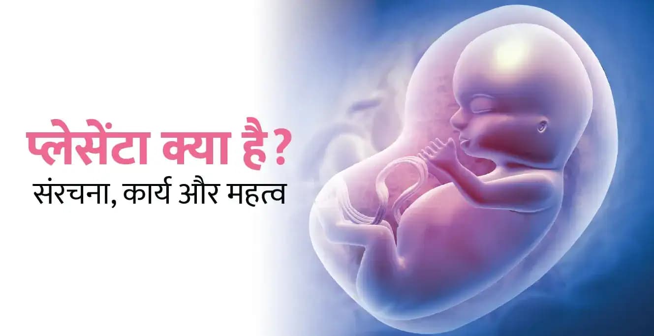प्लेसेंटा क्या है? – गर्भावस्था में उसकी भूमिका संरचना, कार्य और महत्व