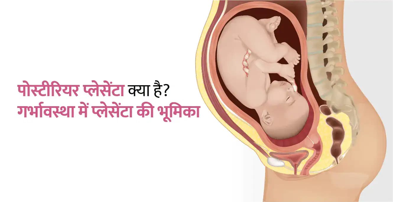 पोस्टीरियर प्लेसेंटा क्या है? गर्भावस्था में प्लेसेंटा की भूमिका