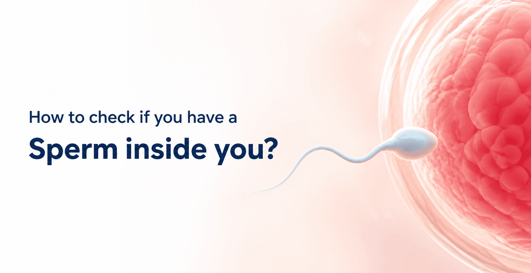 How to Know If Sperm Went Inside, Fertilisation Occurred, & Pregnancy Testing