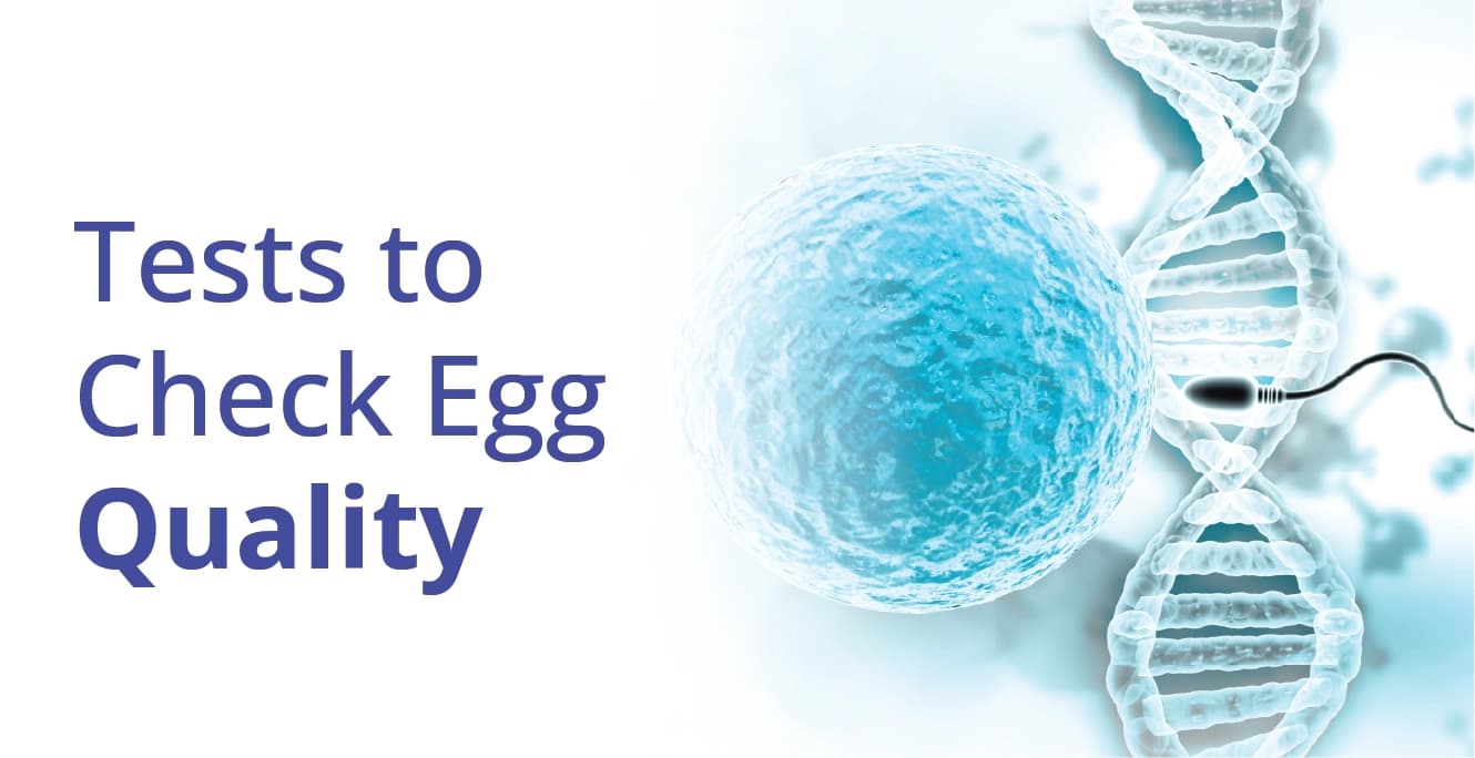 How to Test Egg Quality for Fertility?