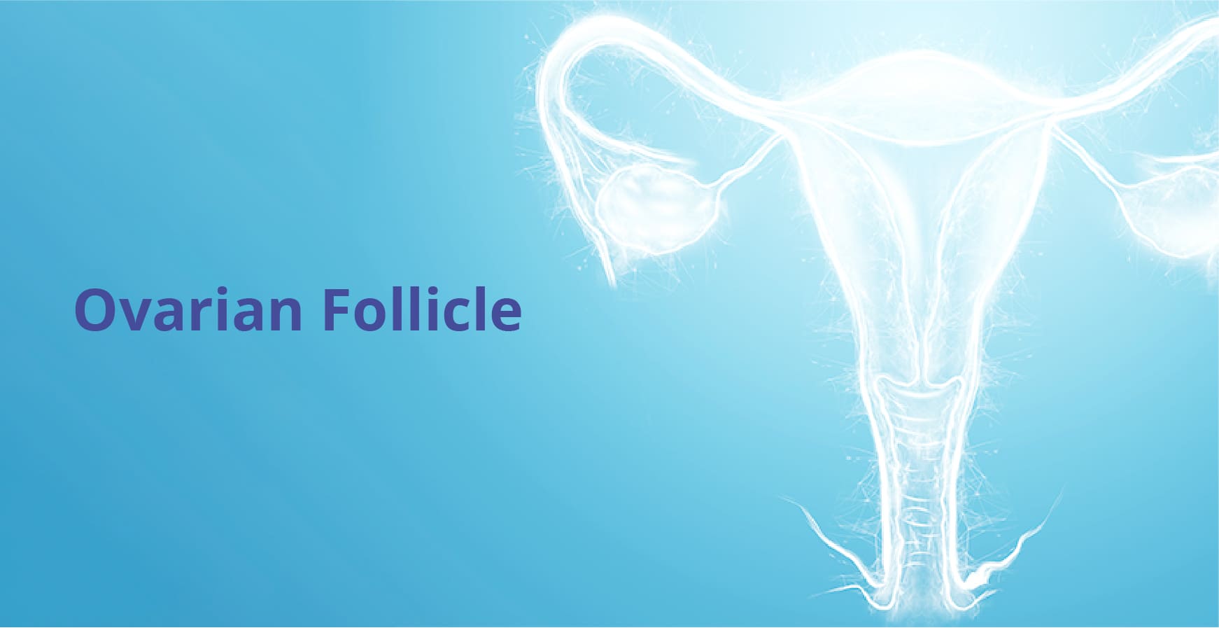 Ovarian Follicle Size for Conceiving