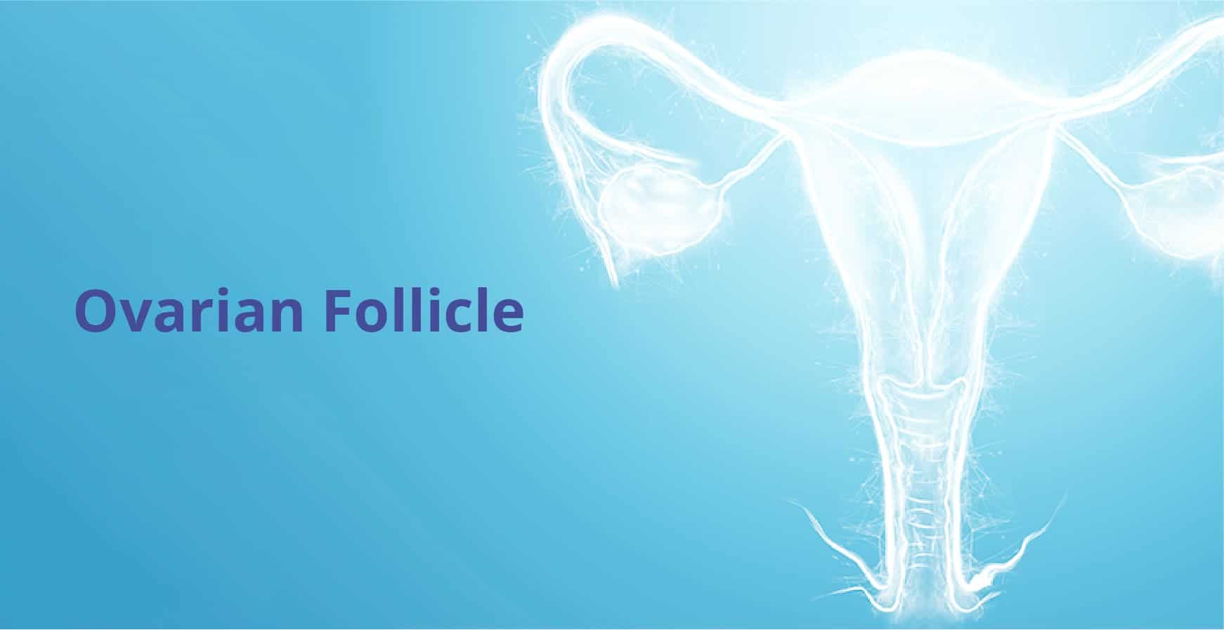 Ovarian Follicle Size for Conceiving