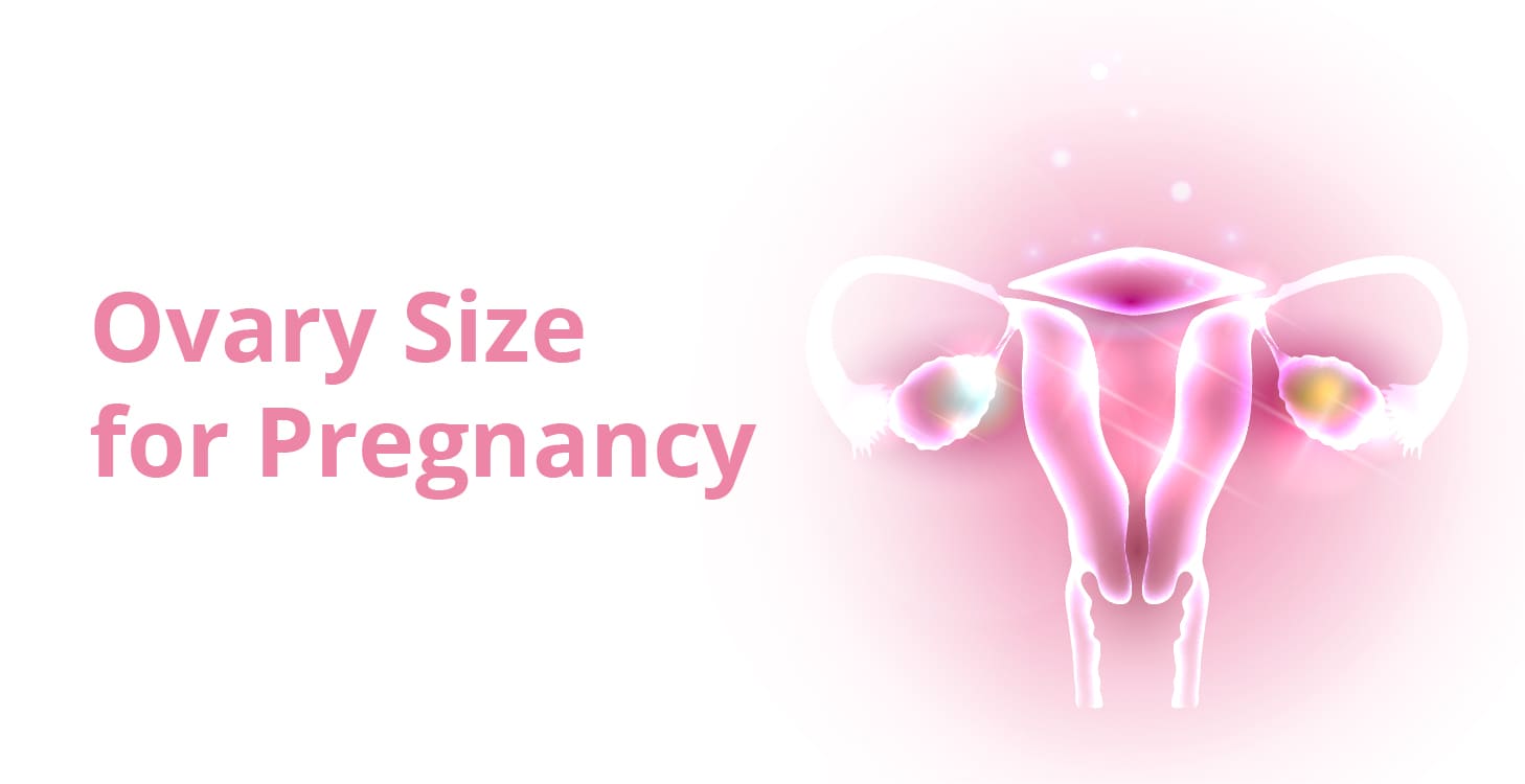 Ovary size: How important is the size of ovaries for pregnancy?