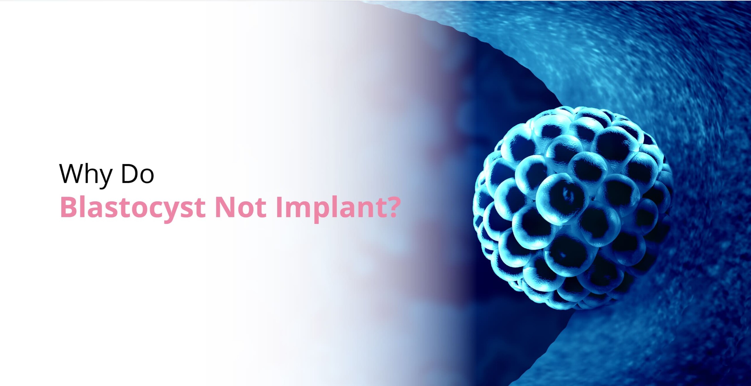 Why do Blastocyst not Implant