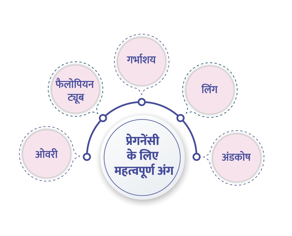 pregnancy-kaise-hoti-hai scale in hindi