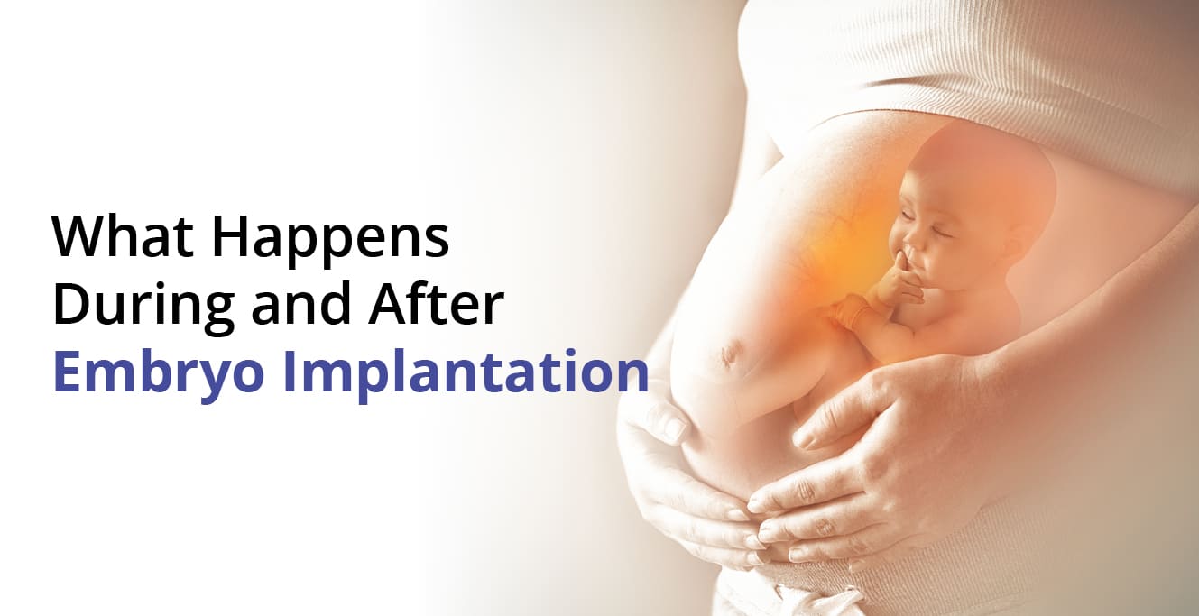Embryo implantation: What happens during and after?