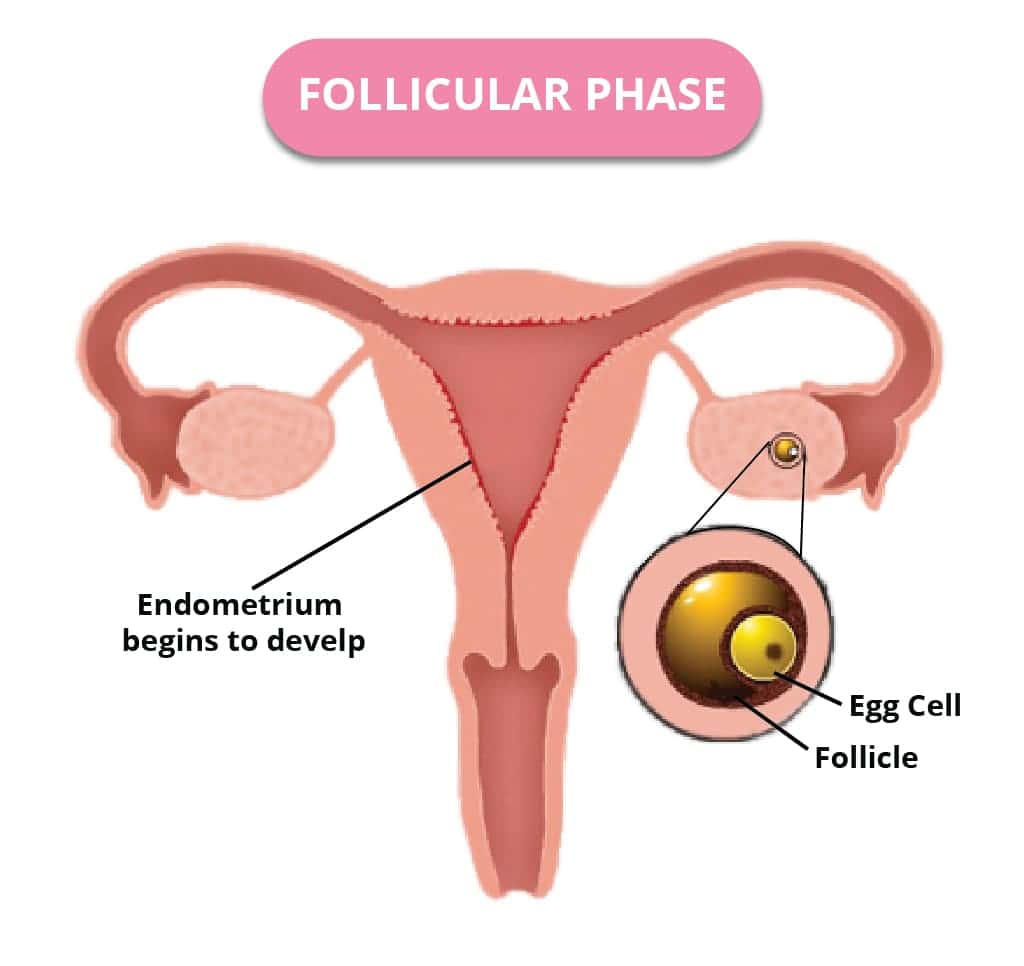 Follicular phase 