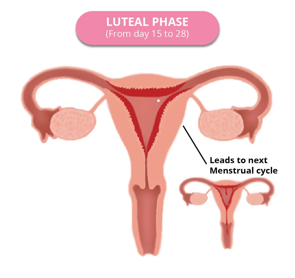 Luteal phase image depiction