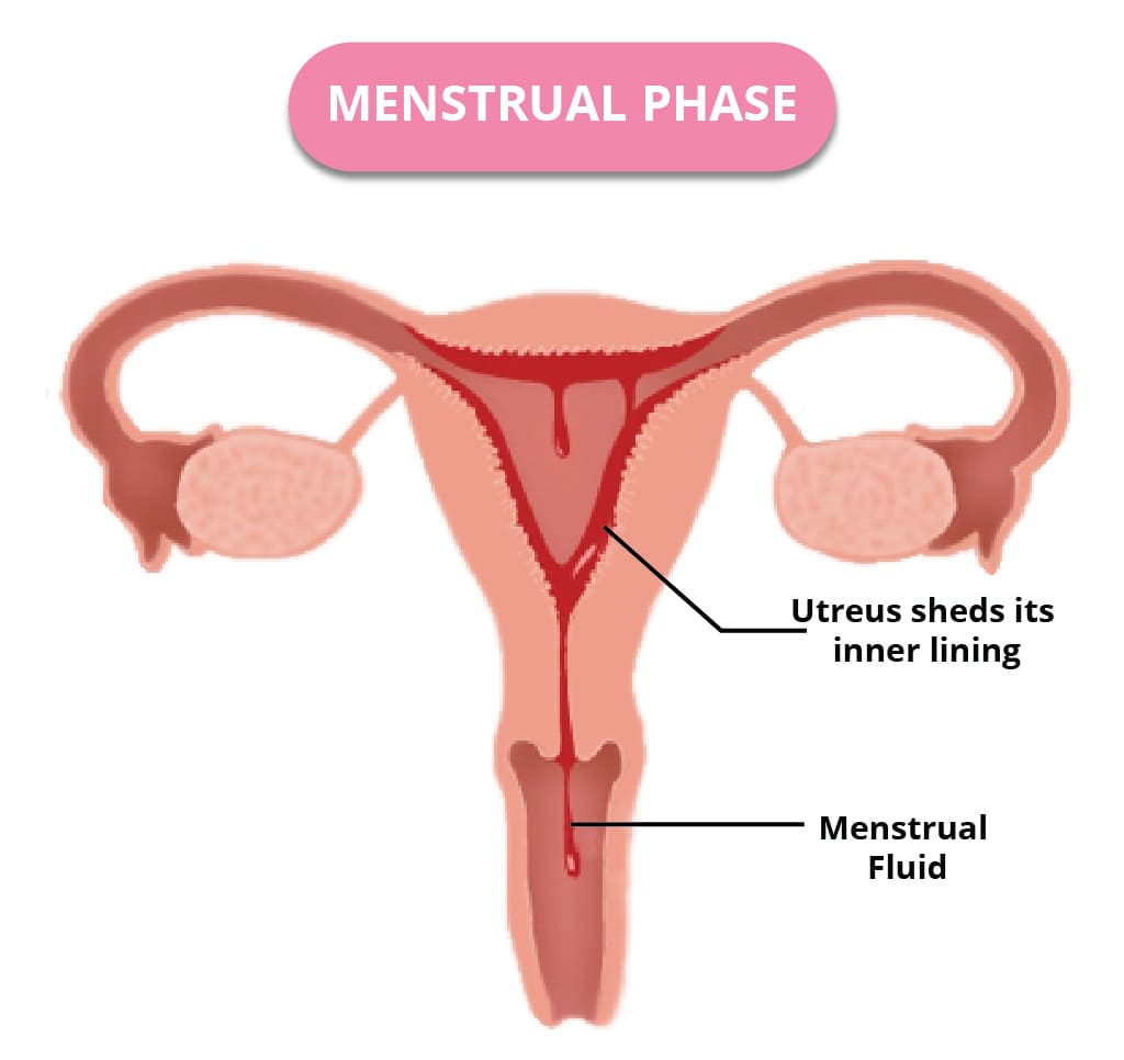 Menstrual phase 