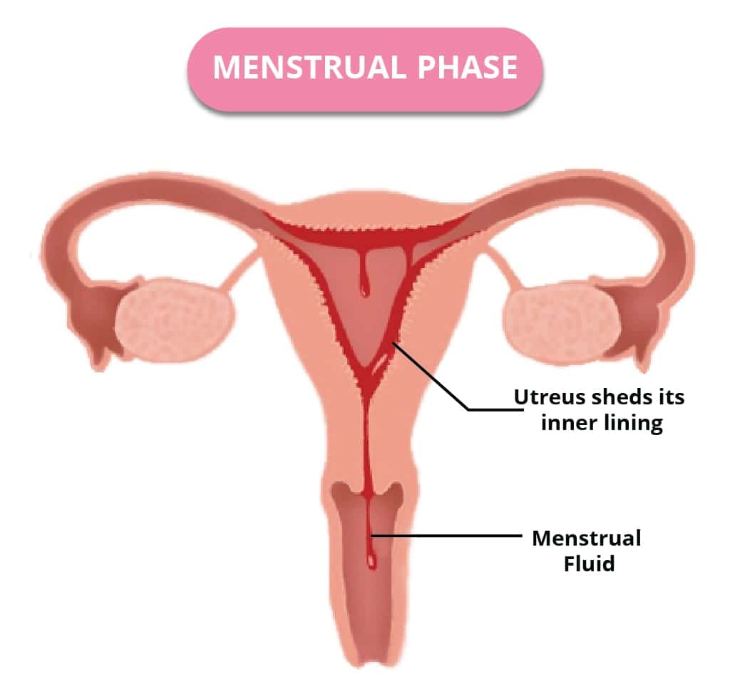 मासिक धर्म का चरण