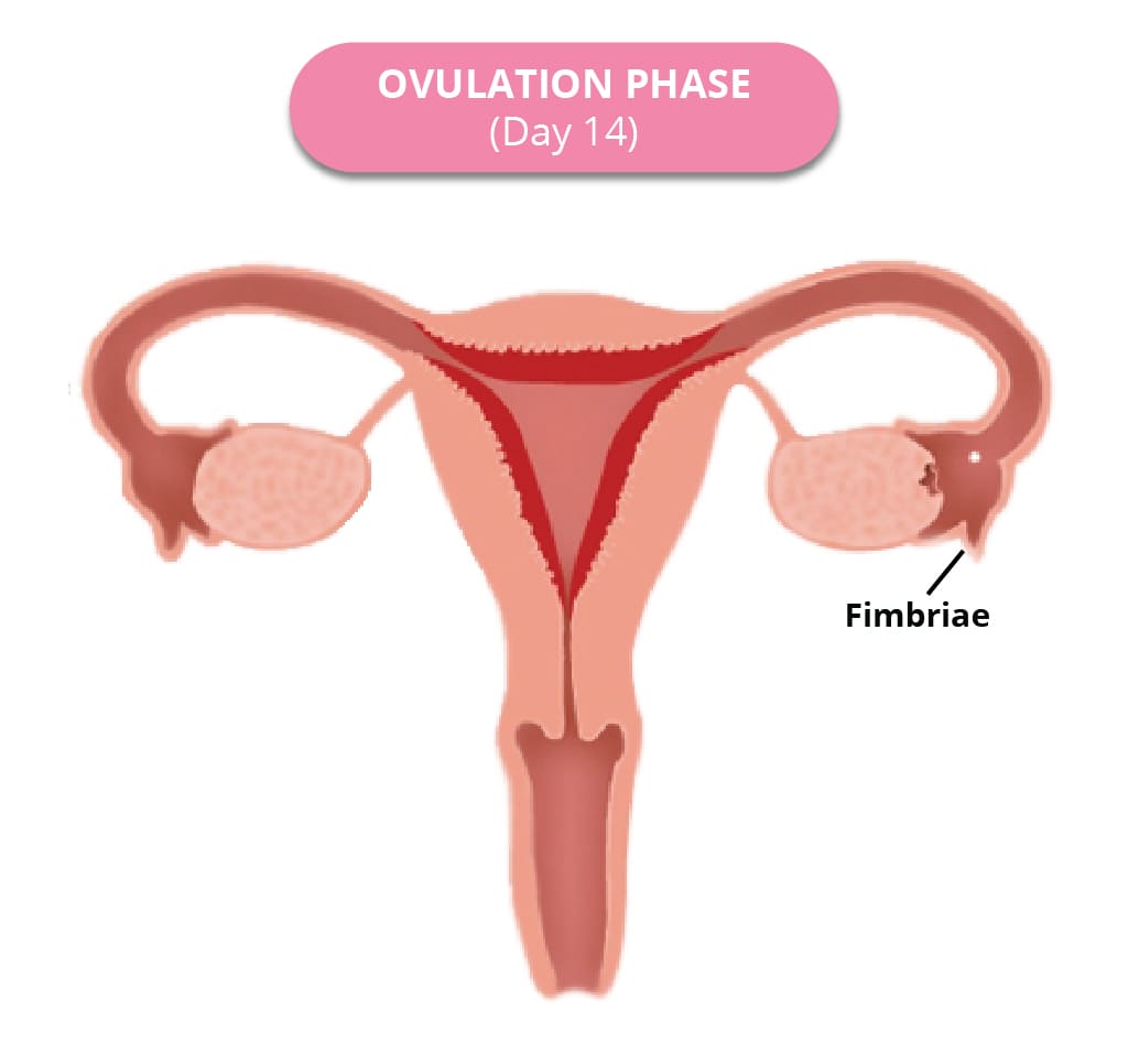 Ovulation phase image depiction