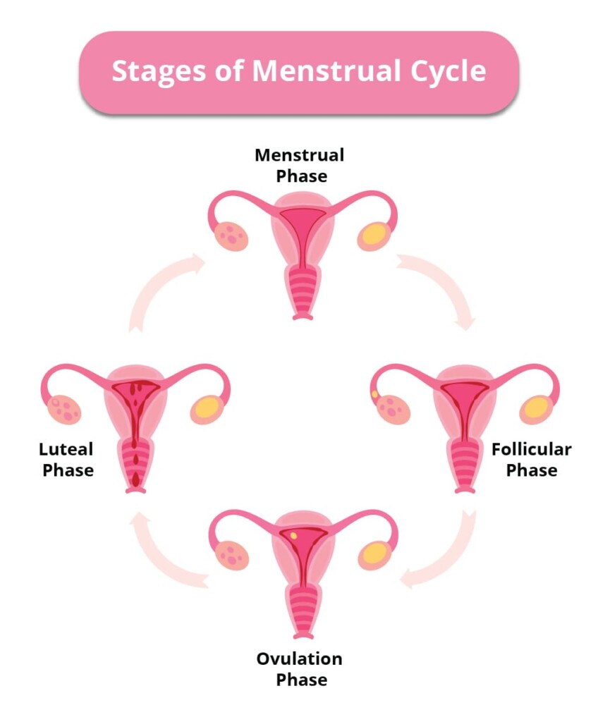 Stages of the menstrual cycle infographic