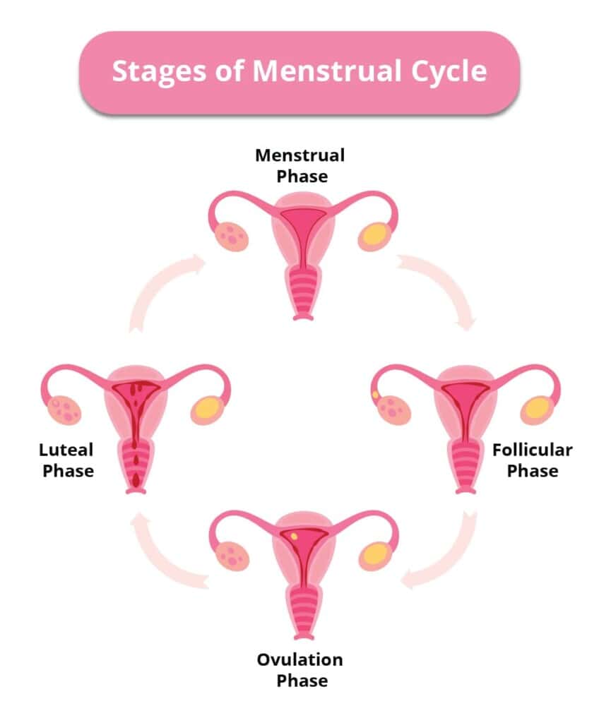 Stages Of The Menstrual Cycle 848x1024 