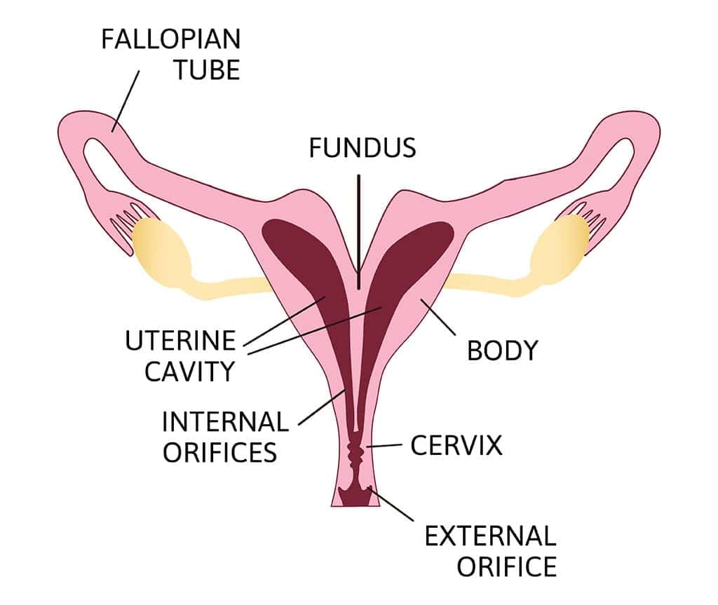 uterus Didelphys جا سبب