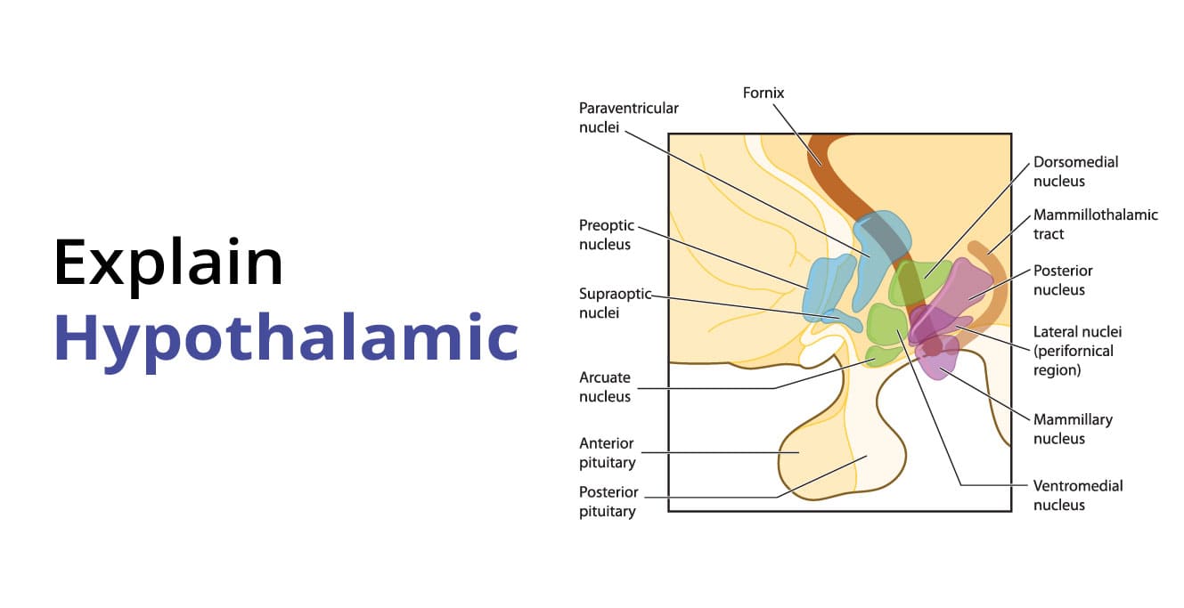 Hypophyseal Portal Circulation & Hypothalamic Nuclei