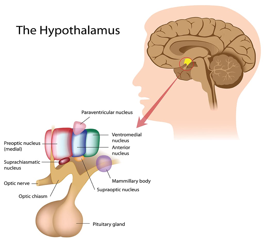 Hypophyseal portal circulation