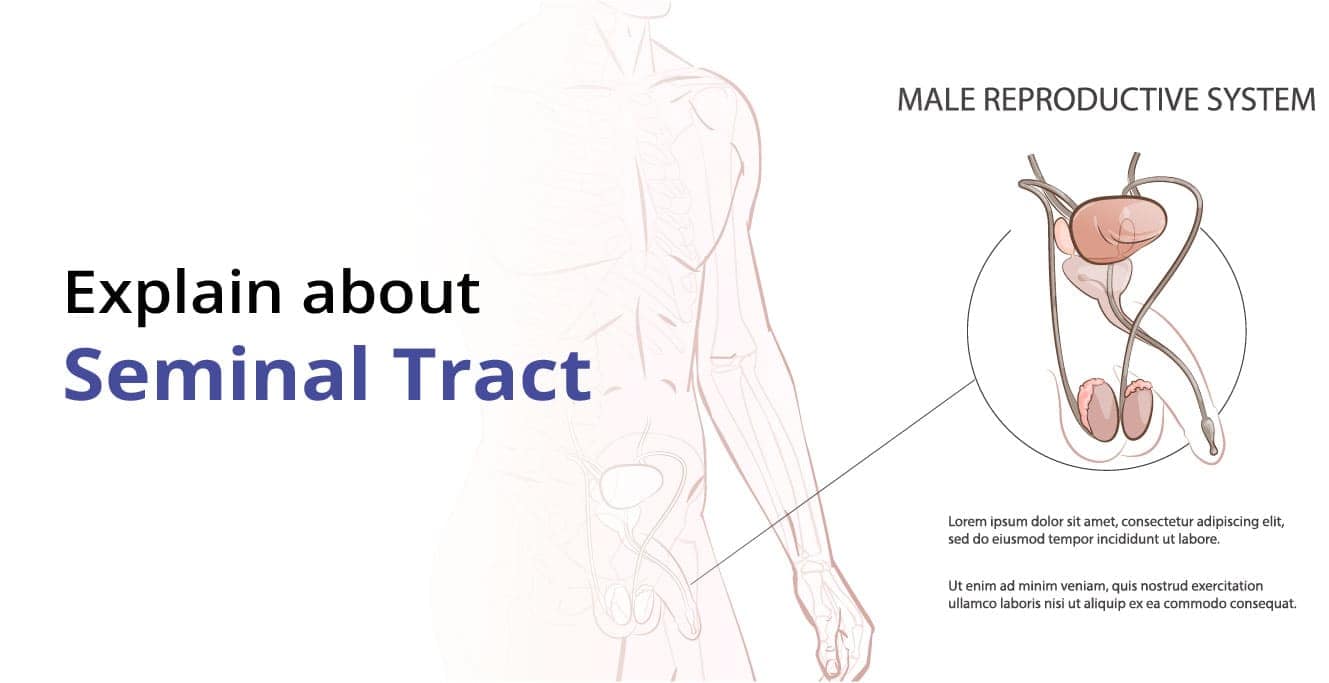 Seminal Vesicle: Everything a Man Needs to Know