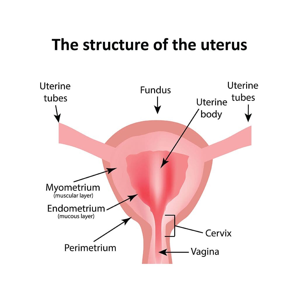 What is thin endometrium