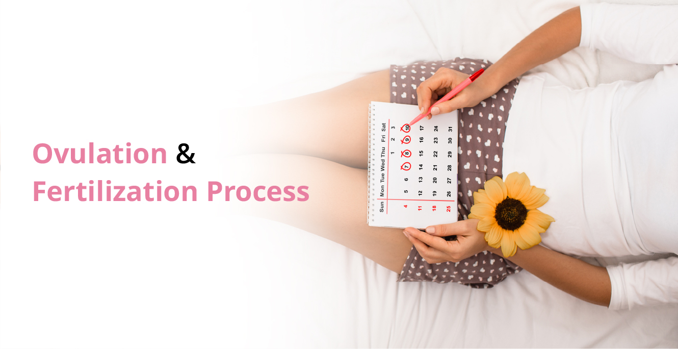 What is Ovulation and Its Role in fertility Treatment